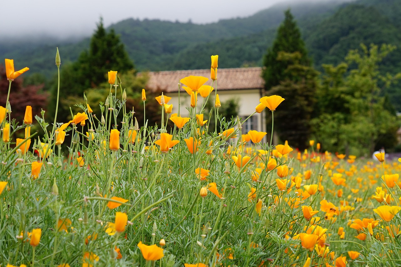 三网卡实名账号：流量卡的业务咨询电话是多少？